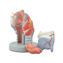 Gima modello anatomico della laringe in 5 parti sezionate con dettagli interni su base con piedistallo