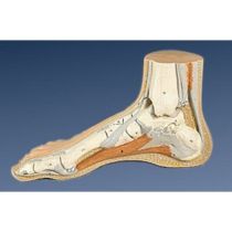 Modello del piede - Ossa, muscoli e legamenti